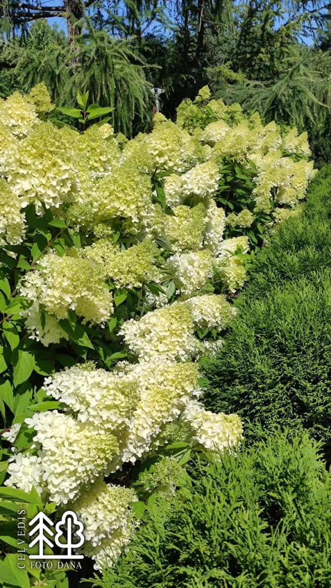Hydrangea paniculata   `Magical Sweet Summer`